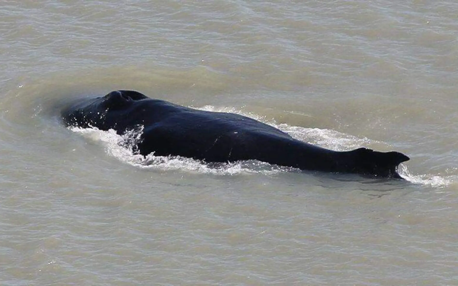 Ballena rio cocodrilos-Facebook